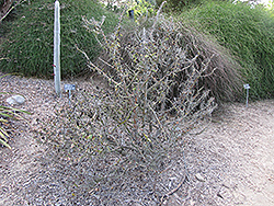 Rose Cactus (Pereskia grandifolia) at Lakeshore Garden Centres
