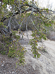 Godseffiana Barbados Gooseberry (Pereskia aculeata 'Godseffiana') at Lakeshore Garden Centres