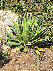 Masparillo (Agave impressa) at Lakeshore Garden Centres