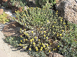 Medusa's Head (Euphorbia caput-medusae) at Lakeshore Garden Centres