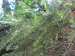 Bracelet Honey Myrtle (Melaleuca armillaris) at Lakeshore Garden Centres