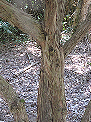 Bracelet Honey Myrtle (Melaleuca armillaris) at Lakeshore Garden Centres