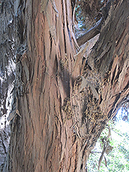 Totara (Podocarpus totara) at Lakeshore Garden Centres