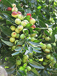 Li Jujube (Ziziphus jujuba 'Li') at Lakeshore Garden Centres