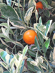 Variegated Calamondin (Citrofortunella x mitis 'Variegata') at Lakeshore Garden Centres