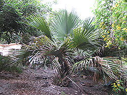 Bermuda Palmetto (Sabal bermudana) at Lakeshore Garden Centres