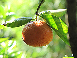 Clementine (Citrus reticulata 'Clementine') at Lakeshore Garden Centres
