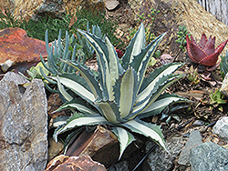 White Striped Agave (Agave americana var. medio-picta 'Alba') at Lakeshore Garden Centres