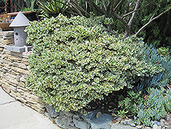 Variegated Carissa (Carissa macrocarpa 'Variegata') at Lakeshore Garden Centres