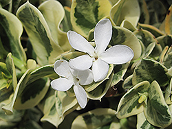 Variegated Carissa (Carissa macrocarpa 'Variegata') at Lakeshore Garden Centres