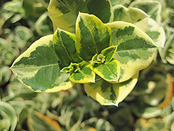 Variegated Carissa (Carissa macrocarpa 'Variegata') at Lakeshore Garden Centres