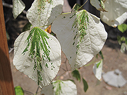 Silver Cloud Redbud (Cercis canadensis 'Silver Cloud') at Lakeshore Garden Centres