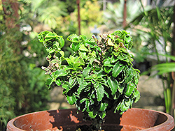 Rokujo Japanese Euonymus (Euonymus japonicus 'Rokujo') at Lakeshore Garden Centres
