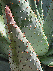Mountain Aloe (Aloe marlothii) at Lakeshore Garden Centres