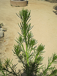 African Scurf Pea (Psoralea pinnata) at Lakeshore Garden Centres