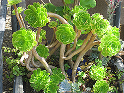 Giant Velvet Rose (Aeonium canariense) at Lakeshore Garden Centres