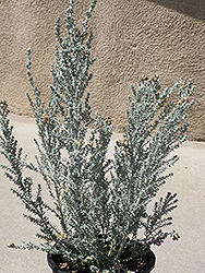 Silver Cape Ozothamnus (Ozothamnus leptophyllus 'Silver Cape') at Lakeshore Garden Centres