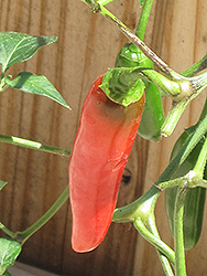 Serrano Hot Pepper (Capsicum annuum 'Serrano') at A Very Successful Garden Center