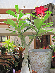 Black Warrior Desert Rose (Adenium obesum 'Black Warrior') at Lakeshore Garden Centres