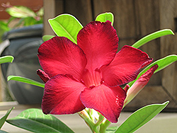 Black Warrior Desert Rose (Adenium obesum 'Black Warrior') at Lakeshore Garden Centres