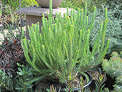 Line-leaf Conebush (Leucadendron linifolium) at Lakeshore Garden Centres