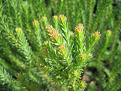 Line-leaf Conebush (Leucadendron linifolium) at Lakeshore Garden Centres