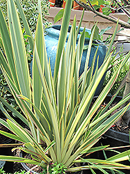 Tiny Tiger Dwarf Variegated New Zealand Flax (Phormium tenax 'Tiny Tiger') at Lakeshore Garden Centres