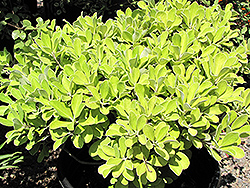 Nana Pittosporum (Pittosporum crassifolium 'Nana') at Lakeshore Garden Centres