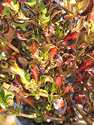 Pacific Sunset Mirror Bush (Coprosma repens 'Jwncopps') at Lakeshore Garden Centres