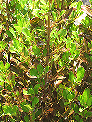 County Park Red Mirror Bush (Coprosma repens 'County Park Red') at Lakeshore Garden Centres