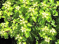 Abbotsbury Gold Kohuhu (Pittosporum tenuifolium 'Abbotsbury Gold') at Lakeshore Garden Centres