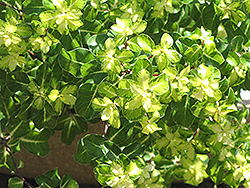 Gold Star Kohuhu (Pittosporum tenuifolium 'Gold Star') at Lakeshore Garden Centres
