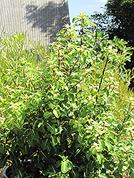 Gold Star Kohuhu (Pittosporum tenuifolium 'Gold Star') at Lakeshore Garden Centres