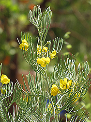 Feathery Cassia (Senna artemisioides) at Lakeshore Garden Centres