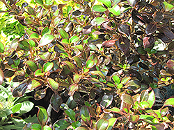 Karo Red Mirror Bush (Coprosma repens 'Karo Red') at Lakeshore Garden Centres