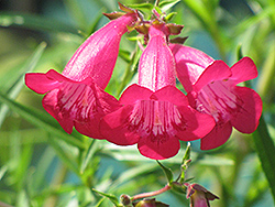 Garnet Beard Tongue (Penstemon x gloxinioides 'Garnet') at Lakeshore Garden Centres