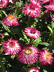 Mohave Dark Rose Strawflower (Bracteantha bracteata 'Mohave Dark Rose') at Lakeshore Garden Centres