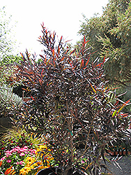 Aftershock Agonis (Agonis flexuosa 'AF09') at Lakeshore Garden Centres