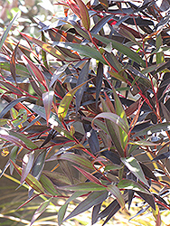 Aftershock Agonis (Agonis flexuosa 'AF09') at Lakeshore Garden Centres