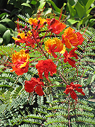 Mexican Bird Of Paradise (Caesalpinia pulcherrima) at Lakeshore Garden Centres