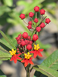 Wildfire Milkweed (Asclepias curassavica 'Wildfire') at Lakeshore Garden Centres