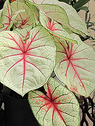 Florida Fantasy Caladium (Caladium 'Florida Fantasy') at Lakeshore Garden Centres