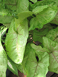 Highlighter Caladium (Caladium 'Highlighter') at Lakeshore Garden Centres