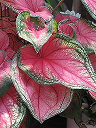 Puppy Love Caladium (Caladium 'Puppy Love') at Lakeshore Garden Centres