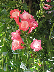 Phoenix Red Beard Tongue (Penstemon hartwegii 'Phoenix Red') at Lakeshore Garden Centres