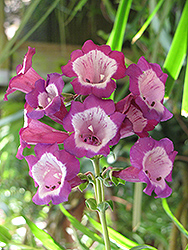 Wine Kissed Beard Tongue (Penstemon 'Wine Kissed') at Lakeshore Garden Centres