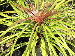 Red Pony Tail Plant (Beaucarnea guatemalensis) at Lakeshore Garden Centres