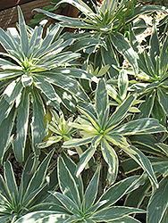 Star of Madeira (Echium candicans 'Star of Madeira') at Lakeshore Garden Centres