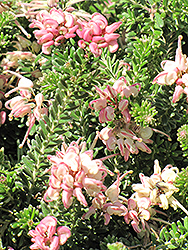 Mt. Tamboritha Woolly Grevillea (Grevillea lanigera 'Mt. Tamboritha') at Lakeshore Garden Centres