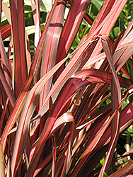 Rainbow Warrior New Zealand Flax (Phormium 'Rainbow Warrior') at Lakeshore Garden Centres